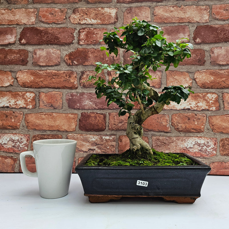Chinese Privet (Ligustrum Sinense) Bonsai Tree | Shaped | In 25cm Pot