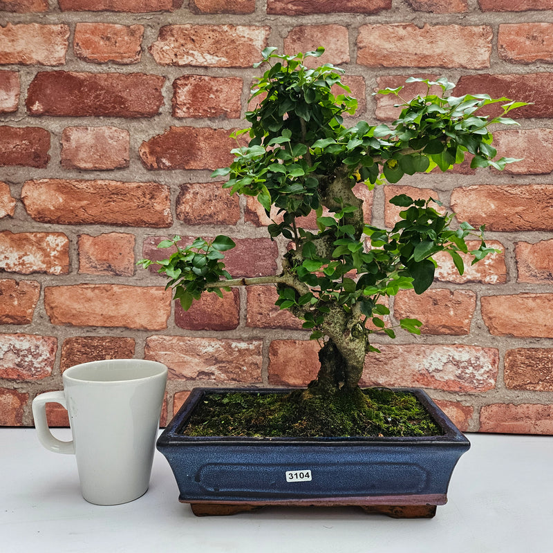 Chinese Privet (Ligustrum Sinense) Bonsai Tree | Shaped | In 25cm Pot