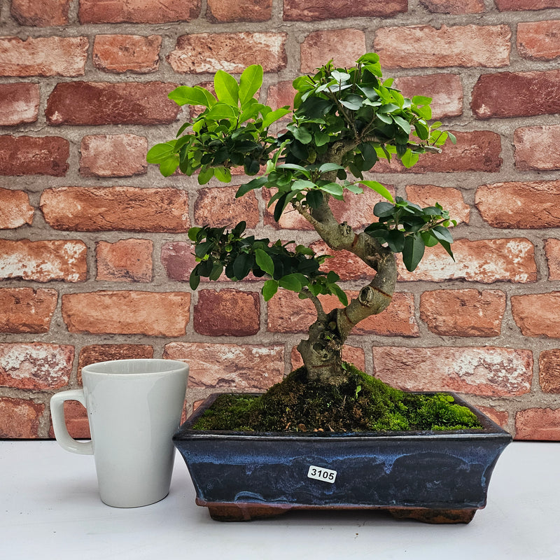 Chinese Privet (Ligustrum Sinense) Bonsai Tree | Shaped | In 25cm Pot