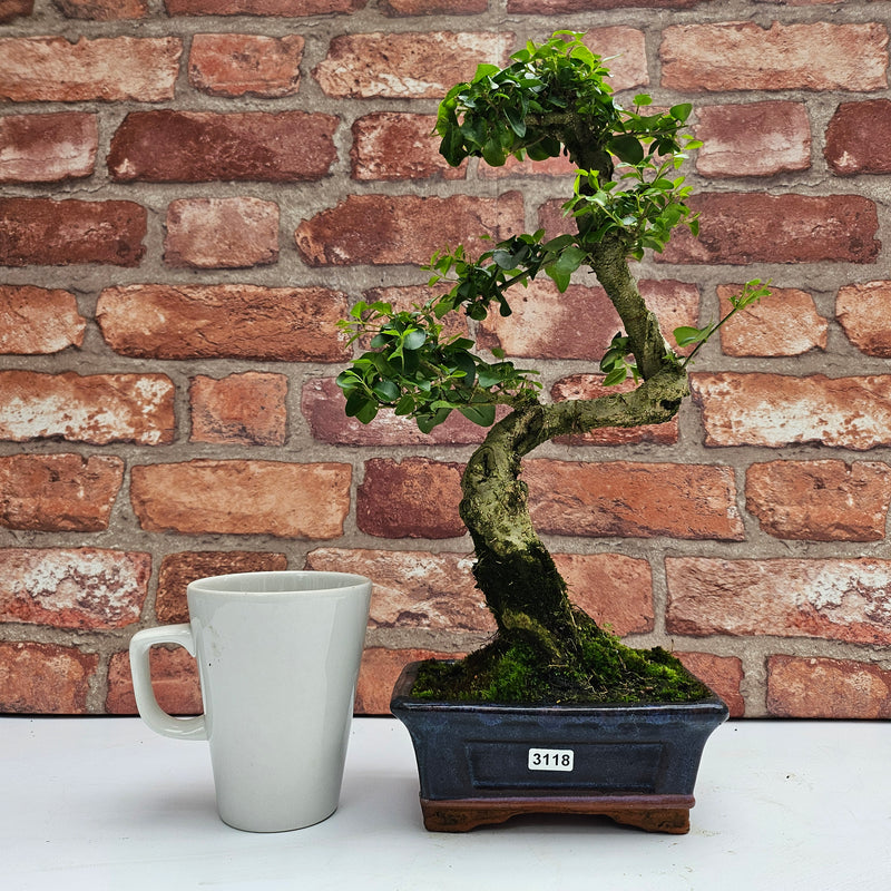 Chinese Privet (Ligustrum Sinense) Bonsai Tree | Shaped | In 15cm Pot