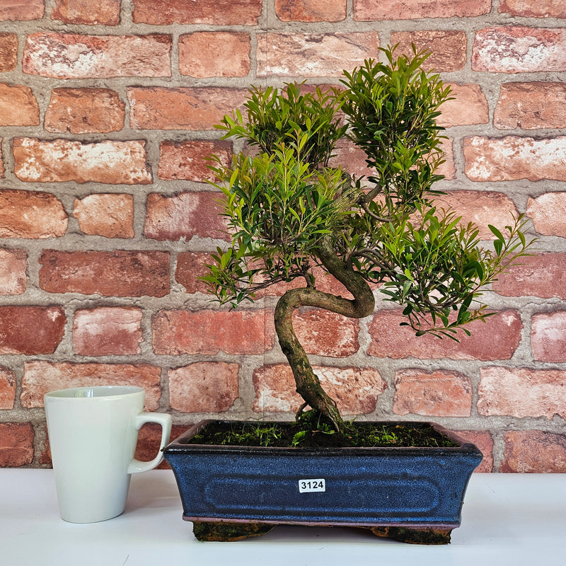 Brush Cherry (Syzygium) Bonsai Tree | Shaped | In 25cm Pot