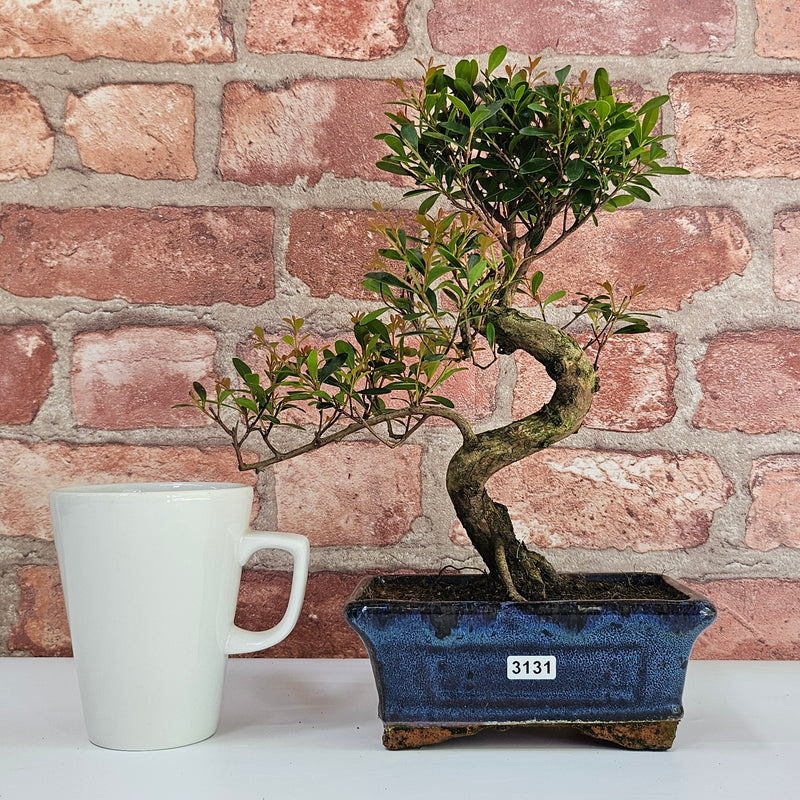 Brush Cherry (Syzygium) Bonsai Tree | Shaped | In 15cm Pot
