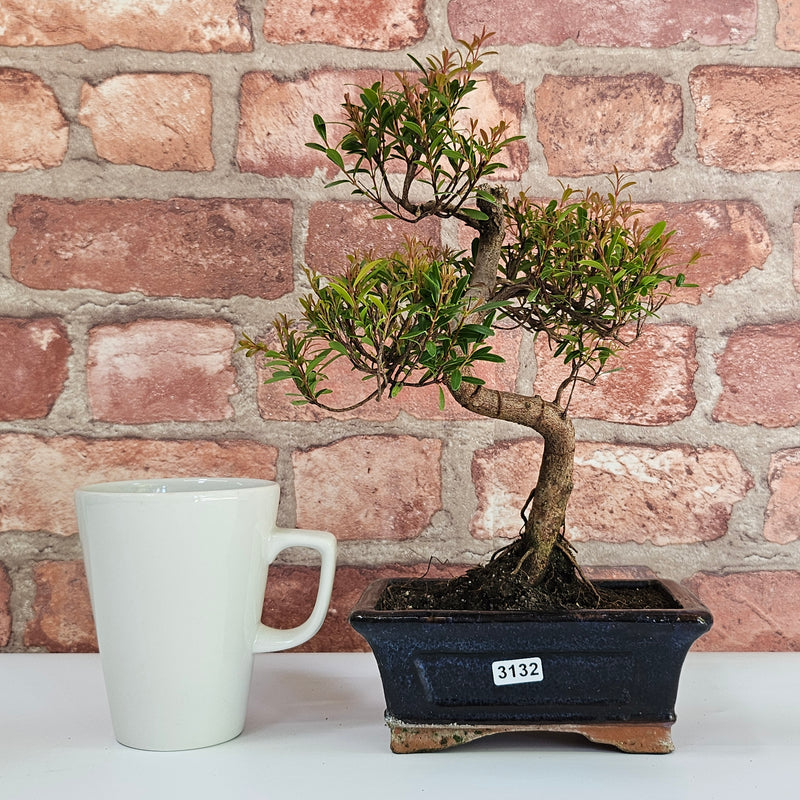 Brush Cherry (Syzygium) Bonsai Tree | Shaped | In 15cm Pot