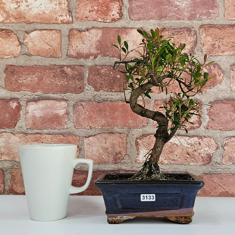 Brush Cherry (Syzygium) Bonsai Tree | Shaped | In 15cm Pot