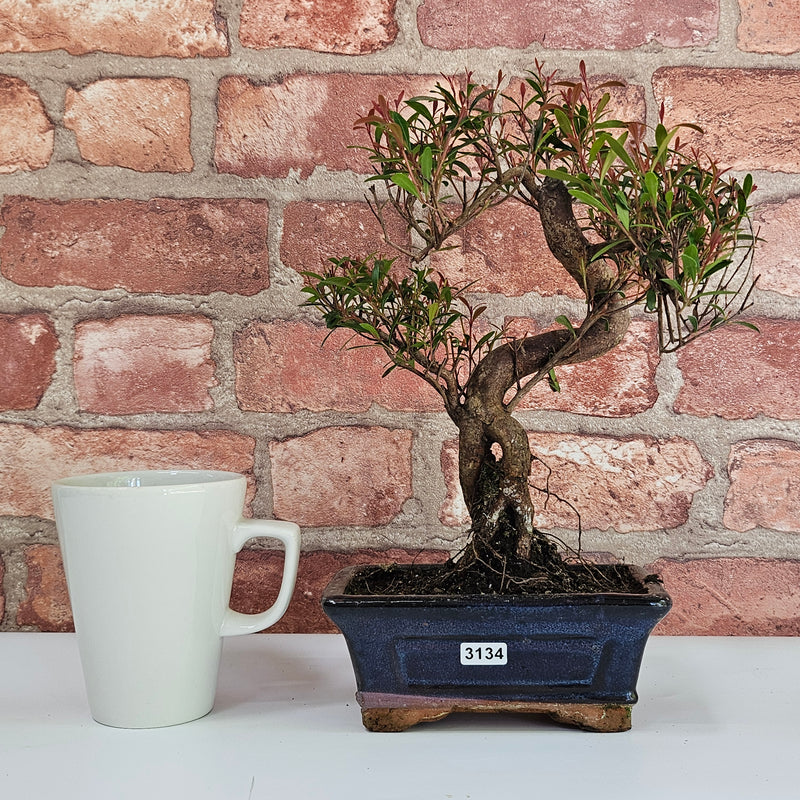 Brush Cherry (Syzygium) Bonsai Tree | Shaped | In 15cm Pot