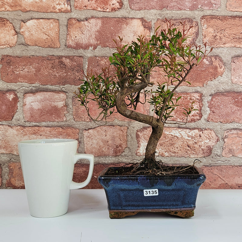 Brush Cherry (Syzygium) Bonsai Tree | Shaped | In 15cm Pot