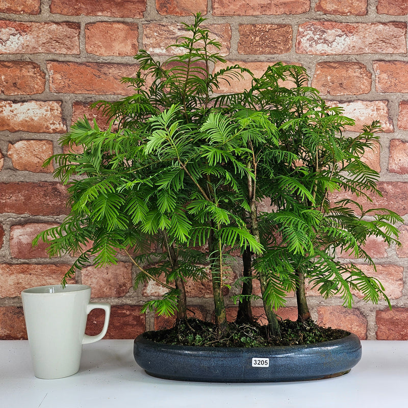 Dawn Redwood (Metasequoia) Bonsai Tree Forest | Upright | In 30cm Pot
