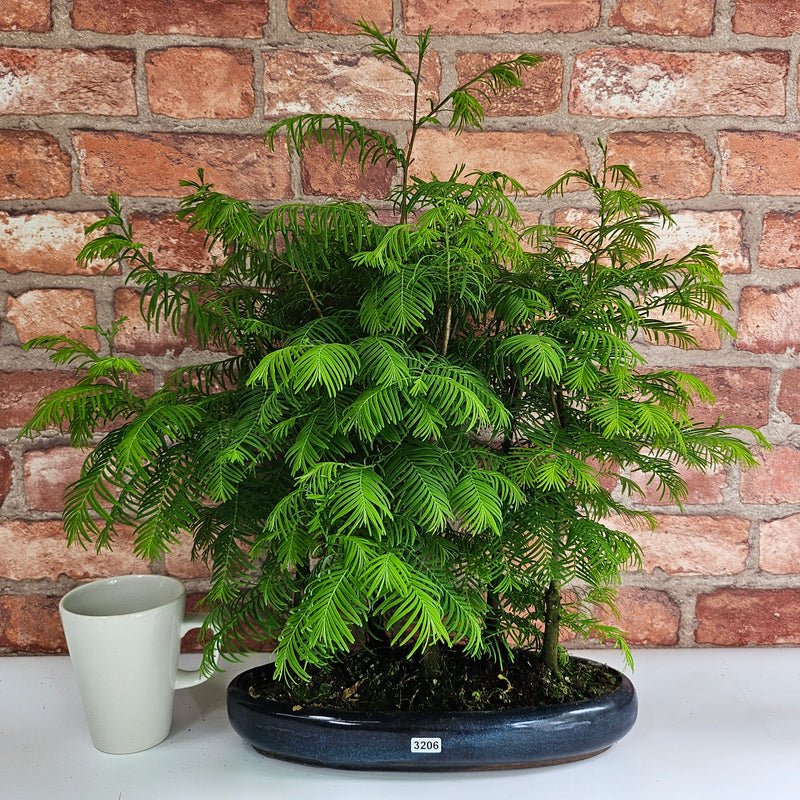 Dawn Redwood (Metasequoia) Bonsai Tree Forest | Upright | In 30cm Pot