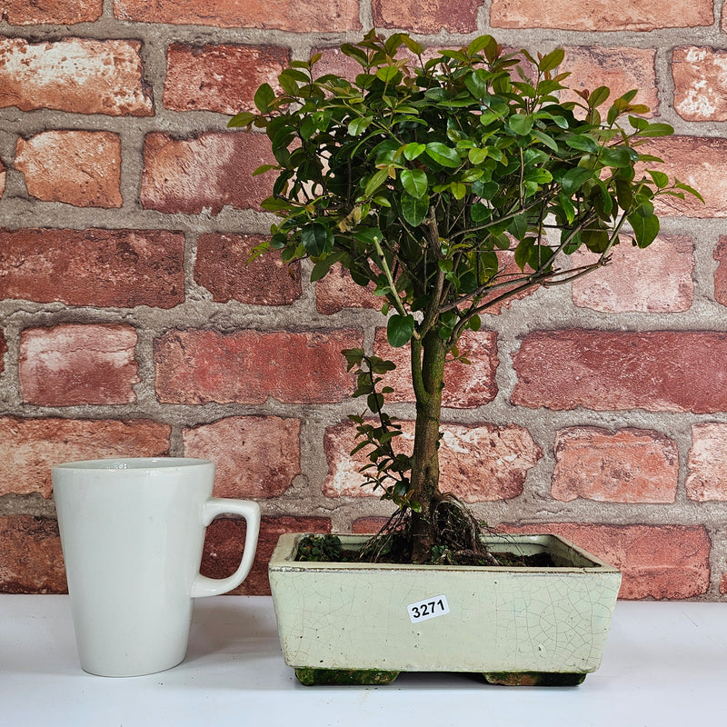 Bird Plum (Sageretia) Bonsai Tree | Broom | In 20cm Pot