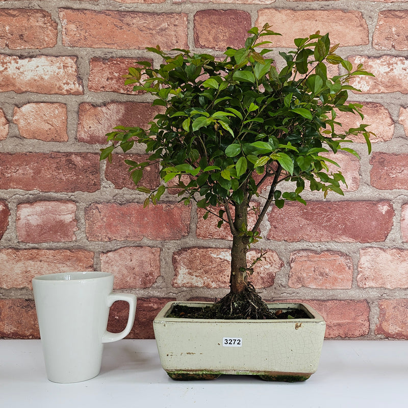 Bird Plum (Sageretia) Bonsai Tree | Broom | In 20cm Pot