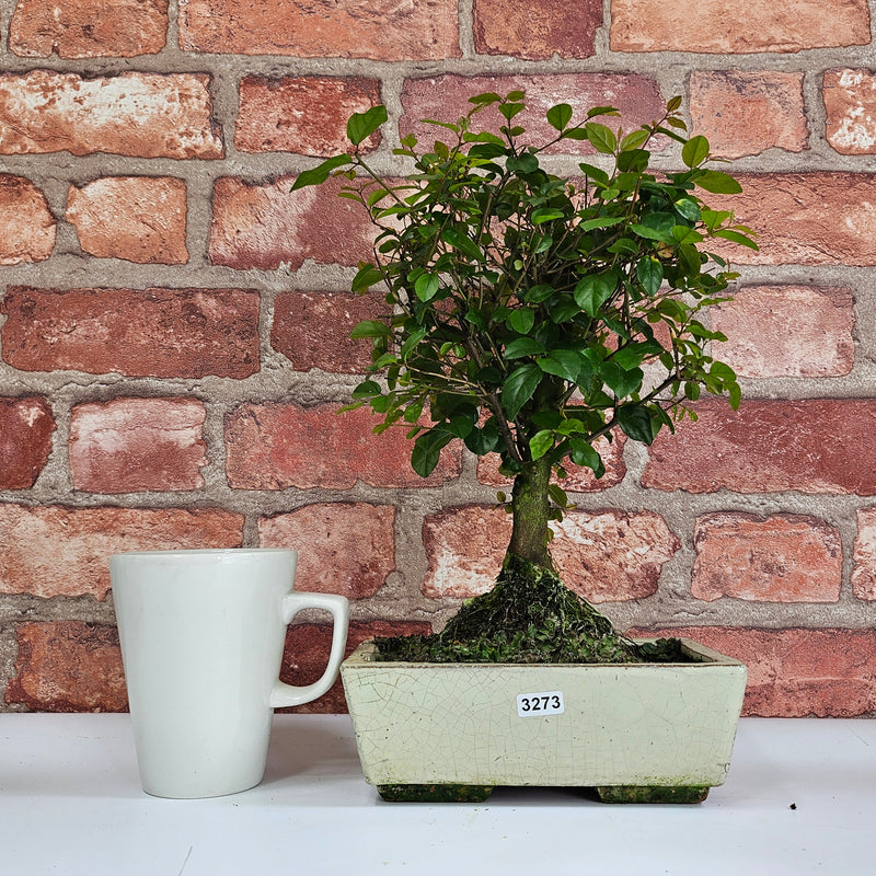 Bird Plum (Sageretia) Bonsai Tree | Broom | In 20cm Pot