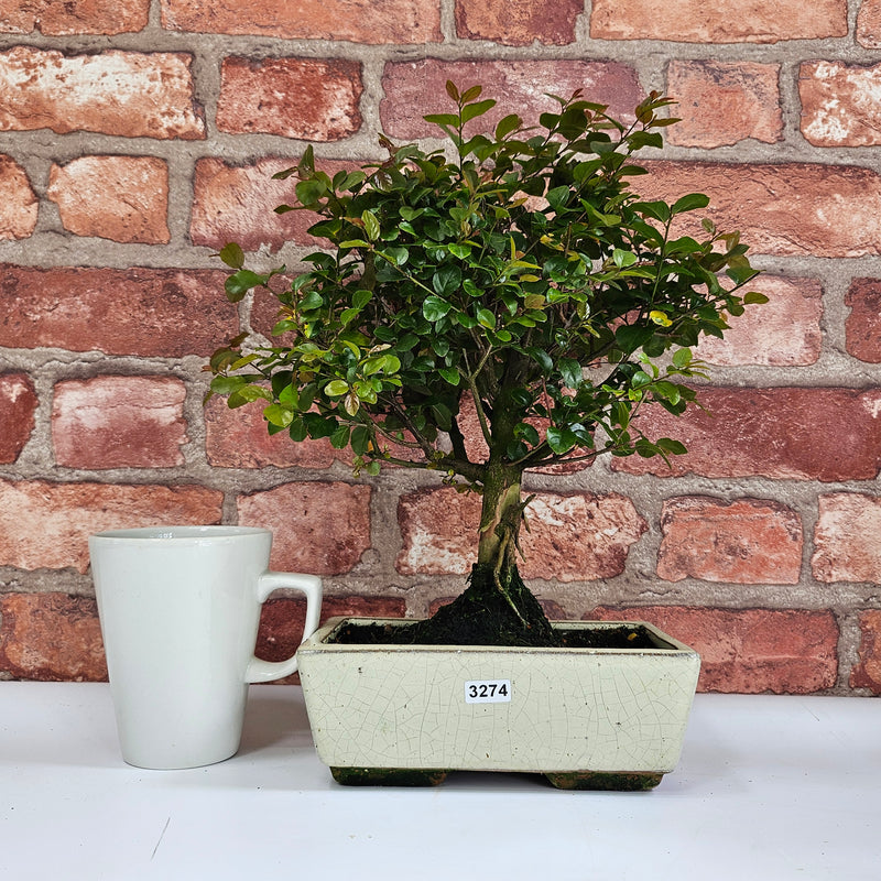 Bird Plum (Sageretia) Bonsai Tree | Broom | In 20cm Pot
