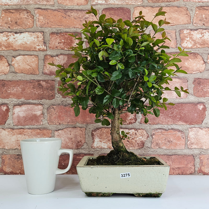 Bird Plum (Sageretia) Bonsai Tree | Broom | In 20cm Pot