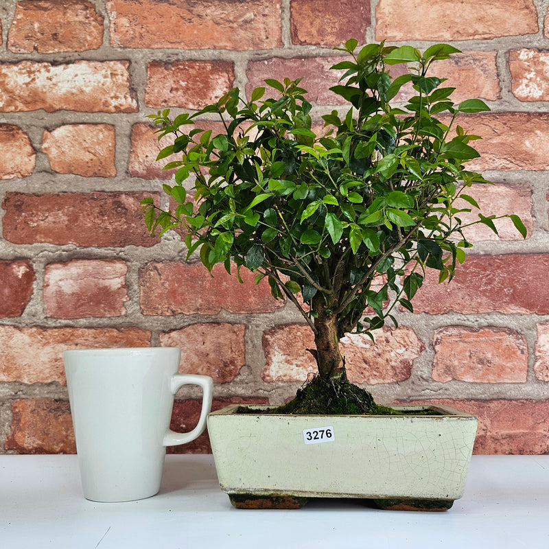 Bird Plum (Sageretia) Bonsai Tree | Broom | In 20cm Pot