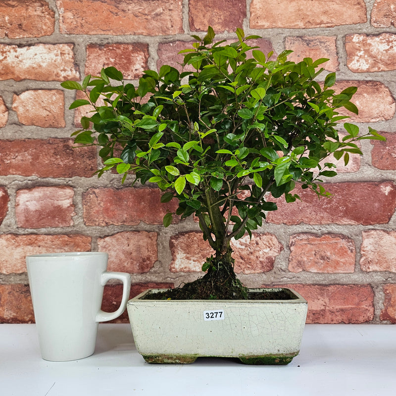 Bird Plum (Sageretia) Bonsai Tree | Broom | In 20cm Pot