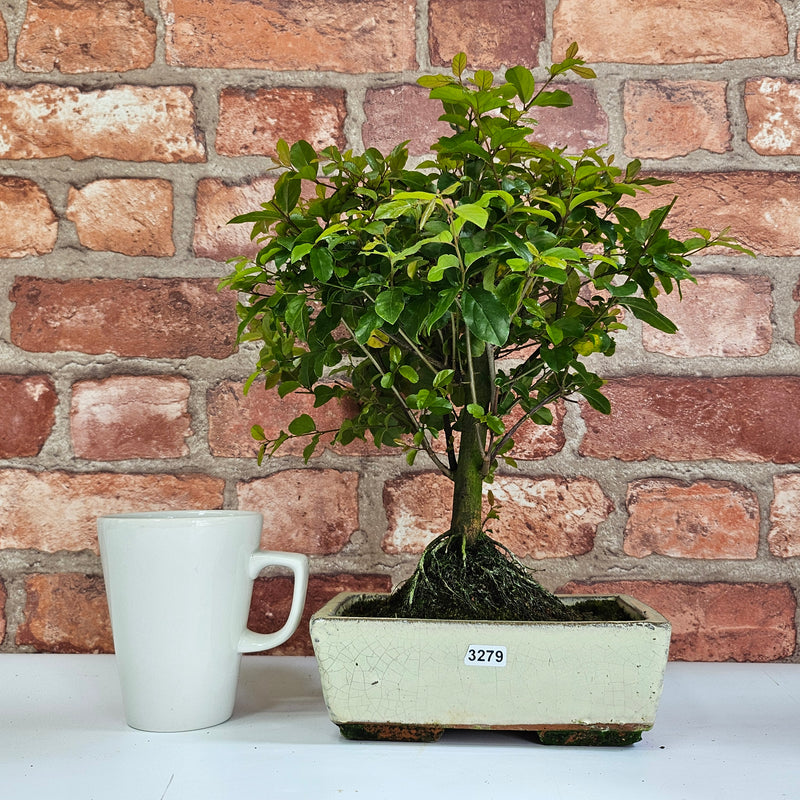 Bird Plum (Sageretia) Bonsai Tree | Broom | In 20cm Pot