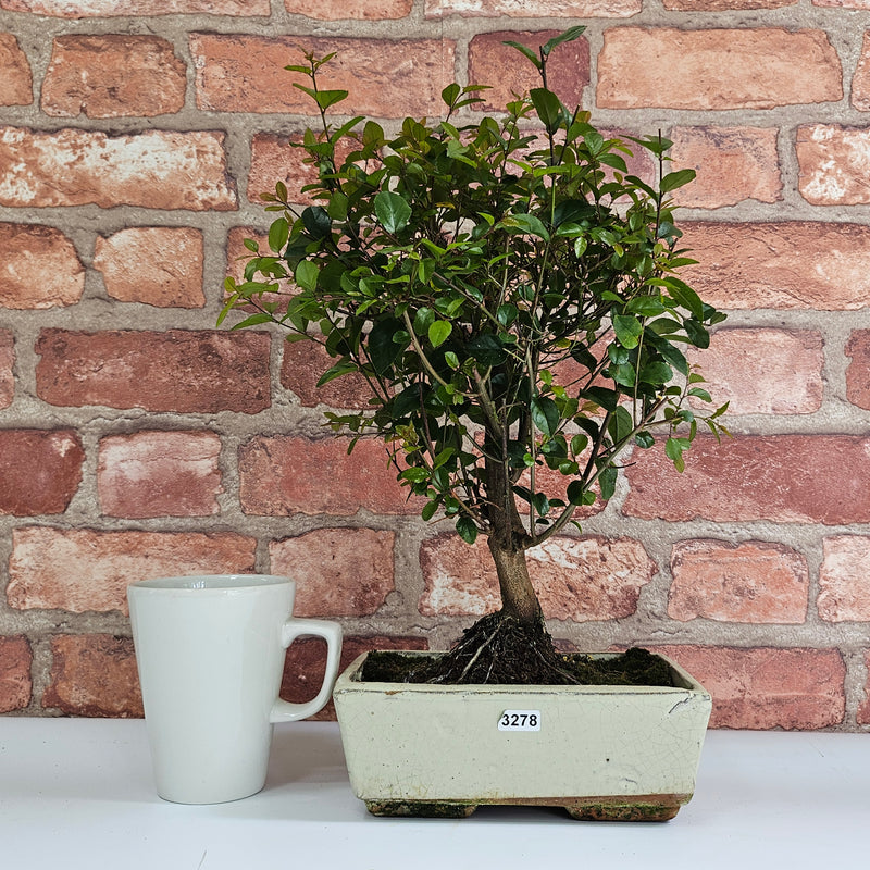 Bird Plum (Sageretia) Bonsai Tree | Broom | In 20cm Pot
