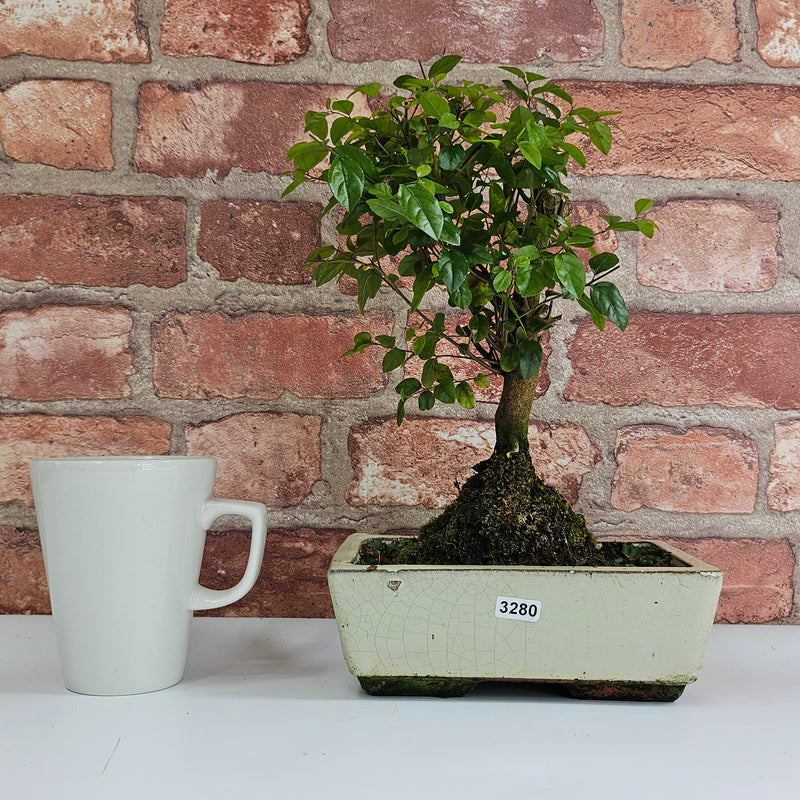 Bird Plum (Sageretia) Bonsai Tree | Broom | In 20cm Pot