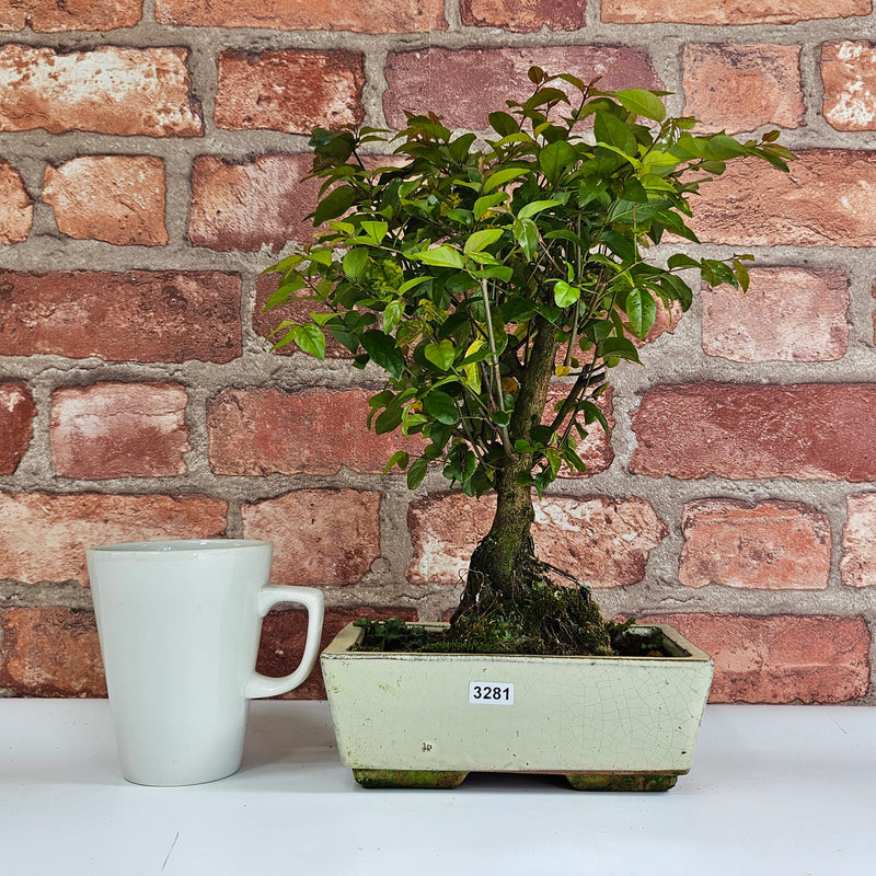 Bird Plum (Sageretia) Bonsai Tree | Broom | In 20cm Pot