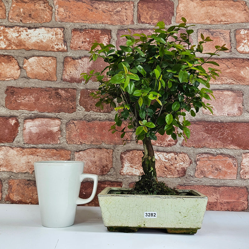 Bird Plum (Sageretia) Bonsai Tree | Broom | In 20cm Pot