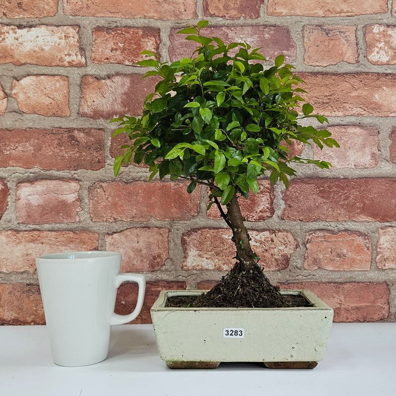 Bird Plum (Sageretia) Bonsai Tree | Broom | In 20cm Pot