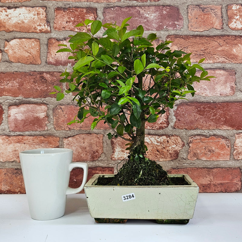 Bird Plum (Sageretia) Bonsai Tree | Broom | In 20cm Pot