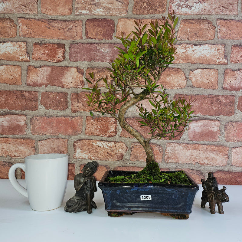 Brush Cherry (Syzygium) Bonsai Tree | Shaped | In 20cm Pot