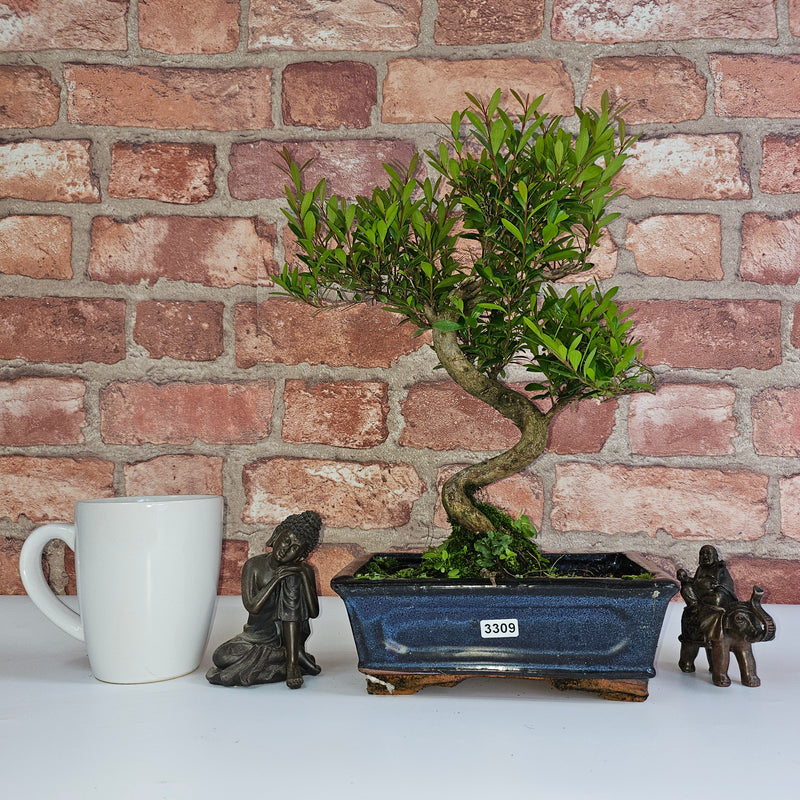 Brush Cherry (Syzygium) Bonsai Tree | Shaped | In 20cm Pot