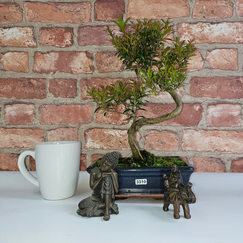 Brush Cherry (Syzygium) Bonsai Tree | Shaped | In 20cm Pot