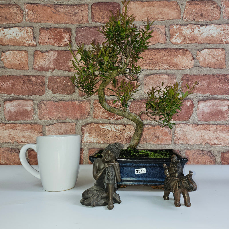 Brush Cherry (Syzygium) Bonsai Tree | Shaped | In 20cm Pot