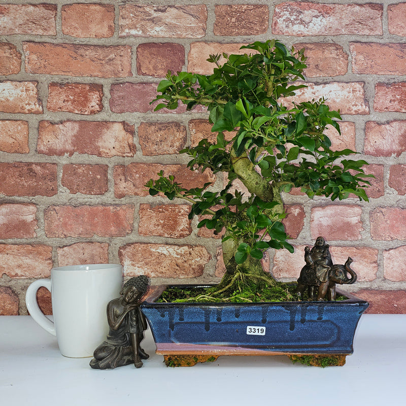Chinese Privet (Ligustrum Sinense) Bonsai Tree | Shaped | In 25cm Pot