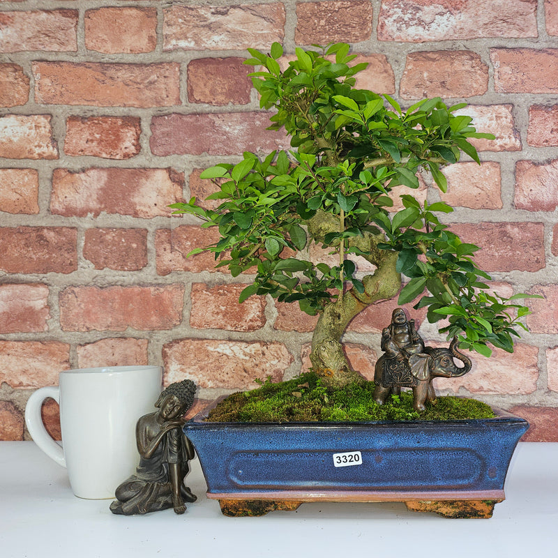 Chinese Privet (Ligustrum Sinense) Bonsai Tree | Shaped | In 25cm Pot