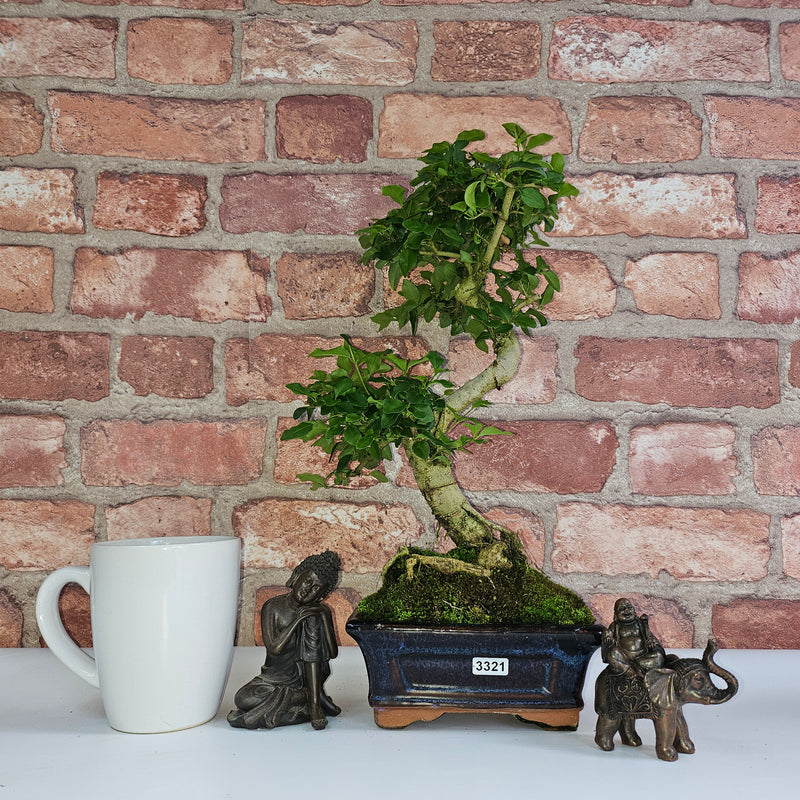 Chinese Privet (Ligustrum Sinense) Bonsai Tree | Shaped | In 15cm Pot