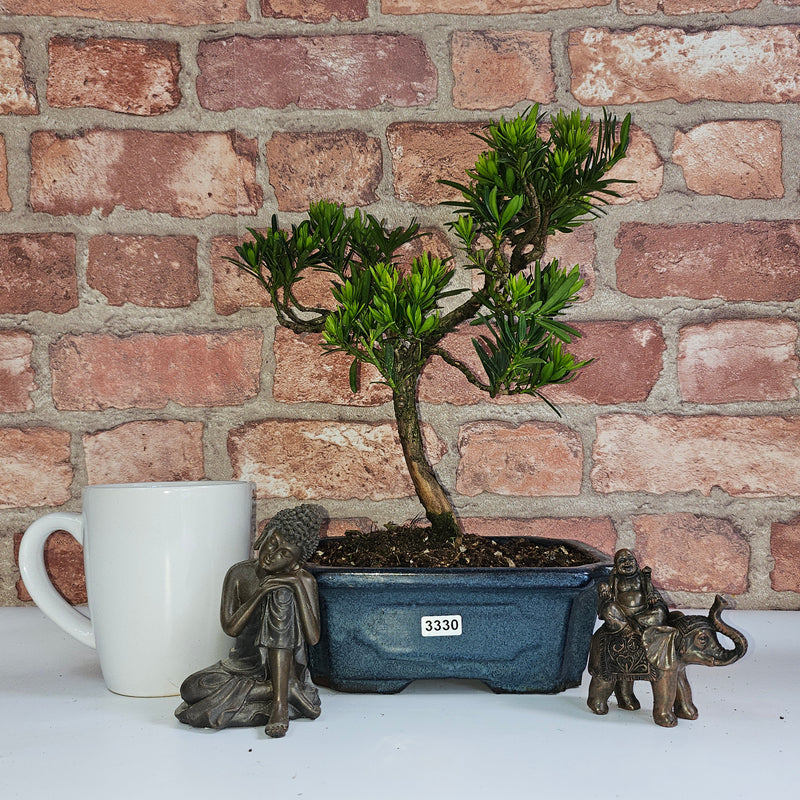 Buddhist Pine (Podocarpus Micro) Bonsai Tree | Shaped | In 20cm Pot
