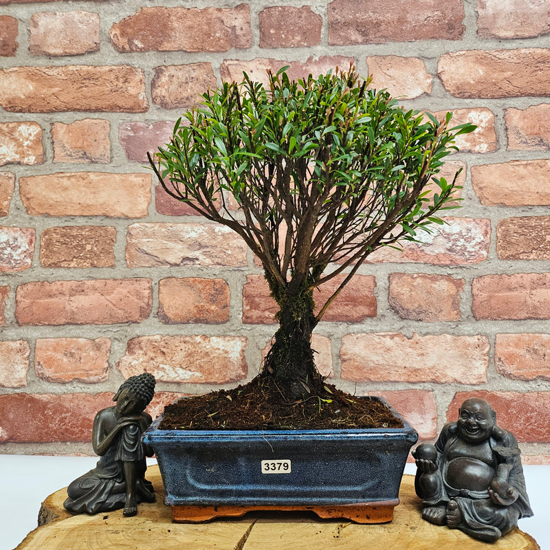 Brush Cherry (Syzygium) Bonsai Tree | Broom | In 20cm Pot