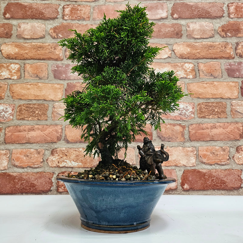 Chinese Juniper (Juniperus Chinensis) Bonsai Tree | Semi-Shaped | In 21cm Pot