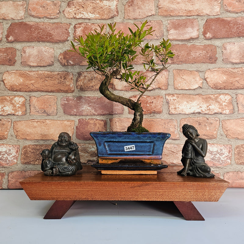 Brush Cherry (Syzygium) Bonsai Tree | Shaped | In 15cm Pot