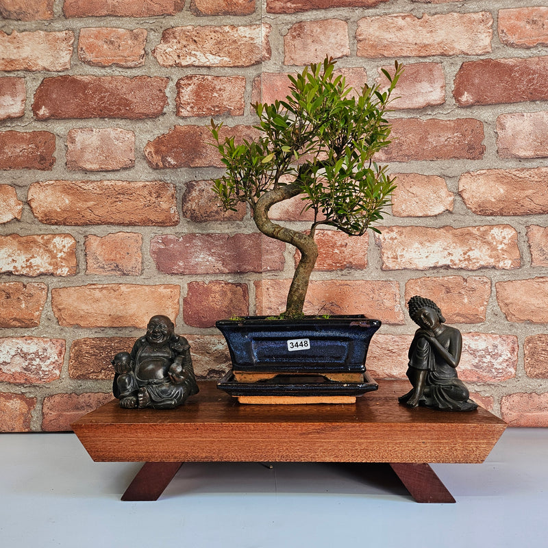 Brush Cherry (Syzygium) Bonsai Tree | Shaped | In 15cm Pot