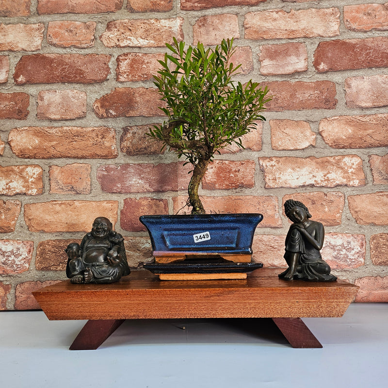 Brush Cherry (Syzygium) Bonsai Tree | Shaped | In 15cm Pot