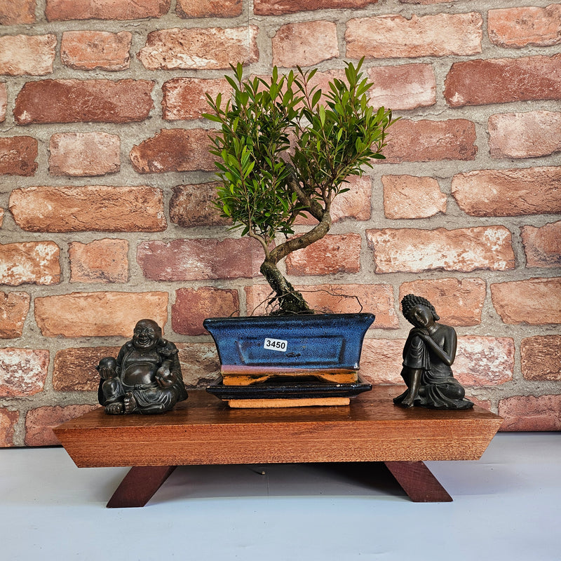 Brush Cherry (Syzygium) Bonsai Tree | Shaped | In 15cm Pot