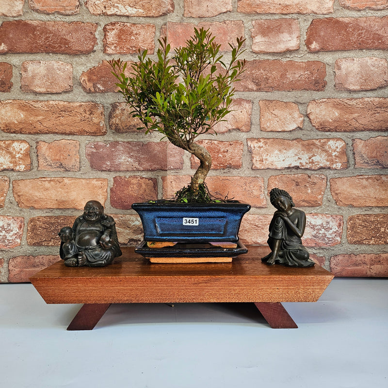 Brush Cherry (Syzygium) Bonsai Tree | Shaped | In 15cm Pot