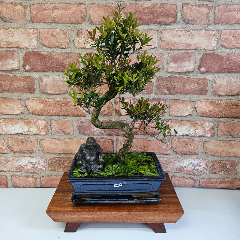 Brush Cherry (Syzygium) Bonsai Tree | Shaped | In 25cm Pot