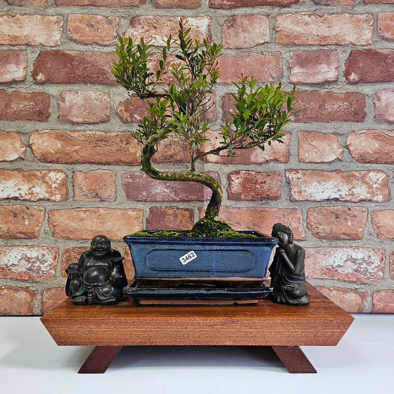 Brush Cherry (Syzygium) Bonsai Tree | Shaped | In 20cm Pot