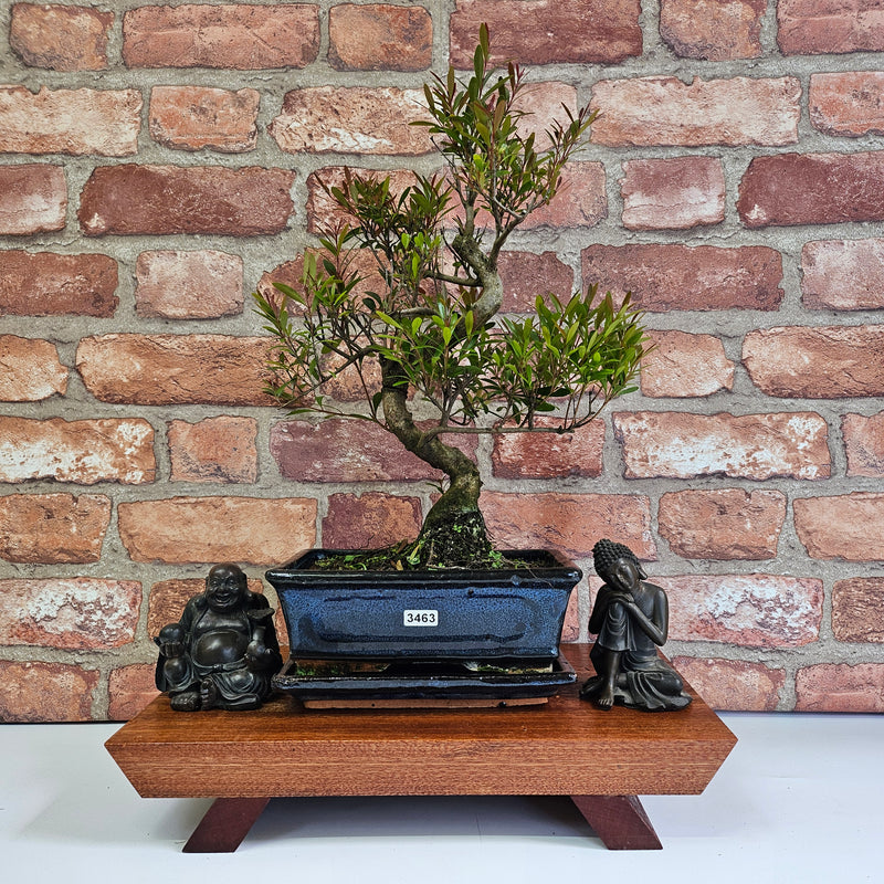 Brush Cherry (Syzygium) Bonsai Tree | Shaped | In 20cm Pot