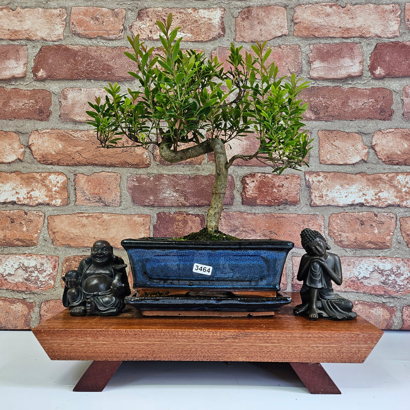Brush Cherry (Syzygium) Bonsai Tree | Shaped | In 20cm Pot