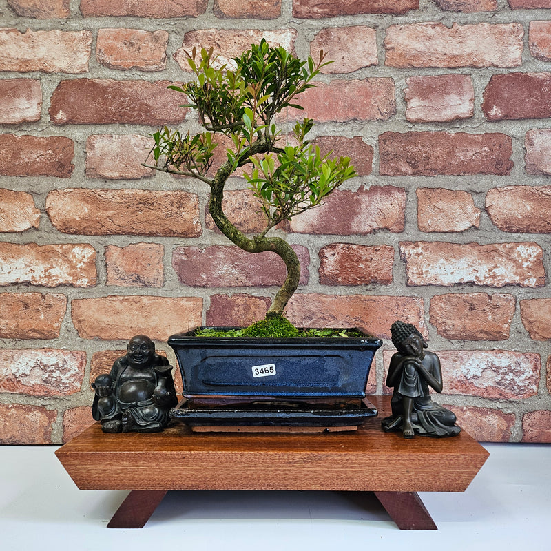 Brush Cherry (Syzygium) Bonsai Tree | Shaped | In 20cm Pot