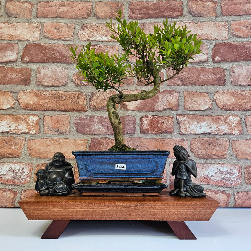 Brush Cherry (Syzygium) Bonsai Tree | Shaped | In 20cm Pot