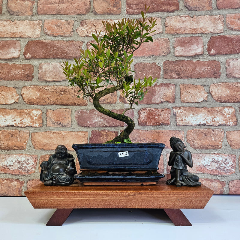 Brush Cherry (Syzygium) Bonsai Tree | Shaped | In 20cm Pot
