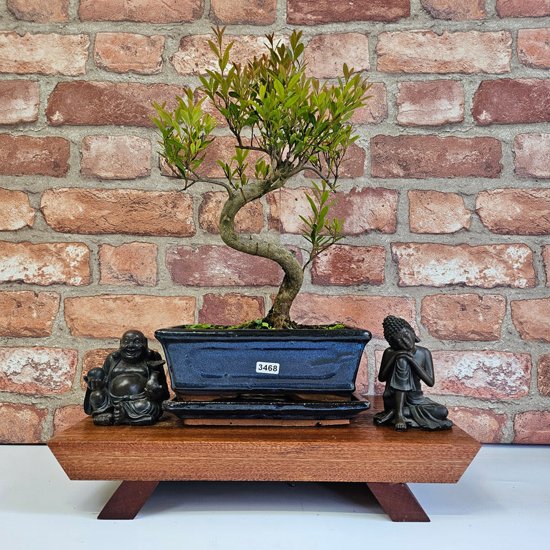 Brush Cherry (Syzygium) Bonsai Tree | Shaped | In 20cm Pot