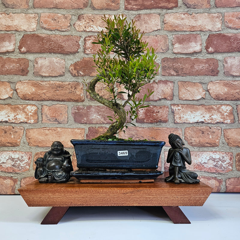 Brush Cherry (Syzygium) Bonsai Tree | Shaped | In 20cm Pot